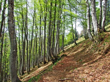 Churfirsten dağ sırasının yamaçlarında ve Obertoggenburg bölgesinde yürüyen ve işaretlenen yollar, Nesslau - İsviçre, St. Gallen Kantonu