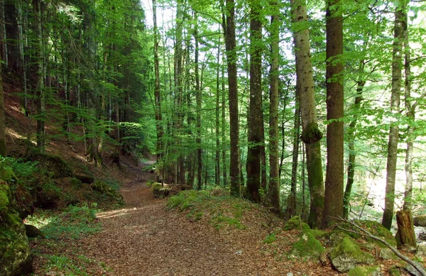 Caminhadas Trilhas Marcadas Nas Encostas Cordilheira Churfirsten Região Obertoggenburg Nesslau — Fotografia de Stock