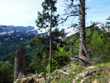 Churfirsten dağ sırasının yamaçlarında ve Obertoggenburg bölgesinde, Nesslau - İsviçre, St. Gallen Kantonu 'nda karışık ormanlar ve seyreltilmiş ağaçlar.