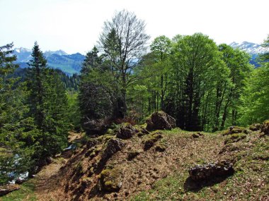Churfirsten dağ sırasının yamaçlarında ve Obertoggenburg bölgesinde, Nesslau - İsviçre, St. Gallen Kantonu 'nda karışık ormanlar ve seyreltilmiş ağaçlar.