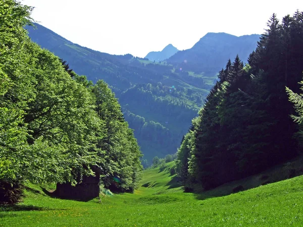 Bosques Mixtos Árboles Diluidos Las Laderas Cordillera Churfirsten Región Obertoggenburg — Foto de Stock