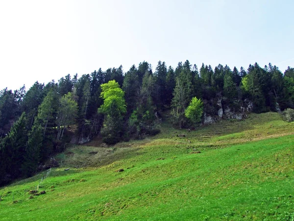 Florestas Mistas Árvores Diluídas Nas Encostas Cordilheira Churfirsten Região Obertoggenburg — Fotografia de Stock