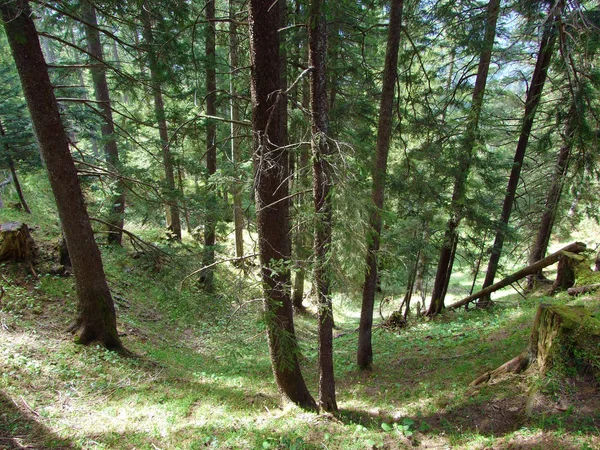 Forêts Mixtes Arbres Éclaircis Sur Les Pentes Chaîne Montagnes Churfirsten — Photo