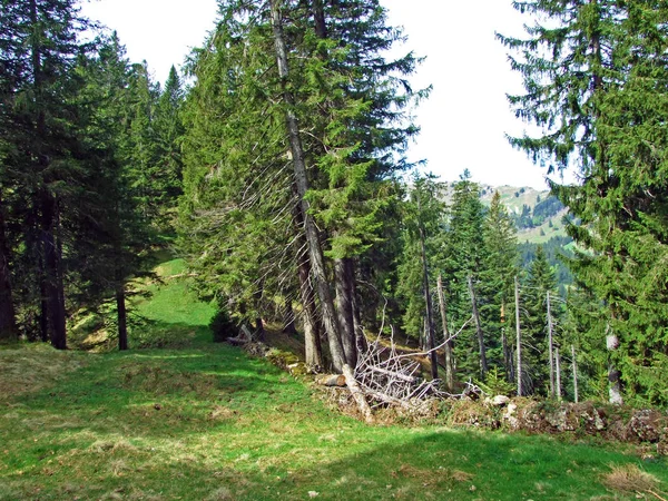 Smíšené Lesy Ztenčené Stromy Svazích Pohoří Churfirsten Regionu Obertoggenburg Nesslau — Stock fotografie