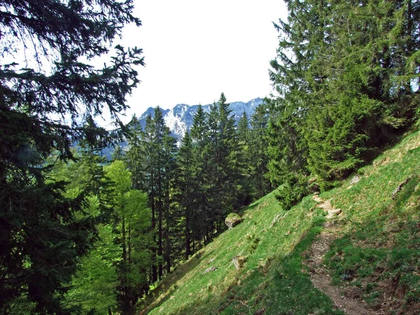 Blandskogar Och Gallrade Träd Sluttningarna Churfirsten Bergskedja Och Obertoggenburg Regionen — Stockfoto