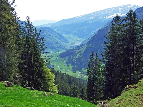 Μικτά Δάση Και Αραιωμένα Δέντρα Στις Πλαγιές Της Οροσειράς Churfirsten — Φωτογραφία Αρχείου