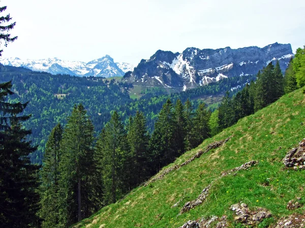 Lasy Mieszane Rozrzedzone Drzewa Zboczach Pasma Górskiego Churfirsten Regionie Obertoggenburg — Zdjęcie stockowe