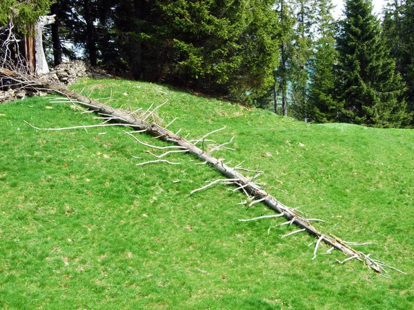 Mischwälder Und Ausgelichtete Bäume Den Hängen Der Churfirsten Und Obertoggenburg — Stockfoto