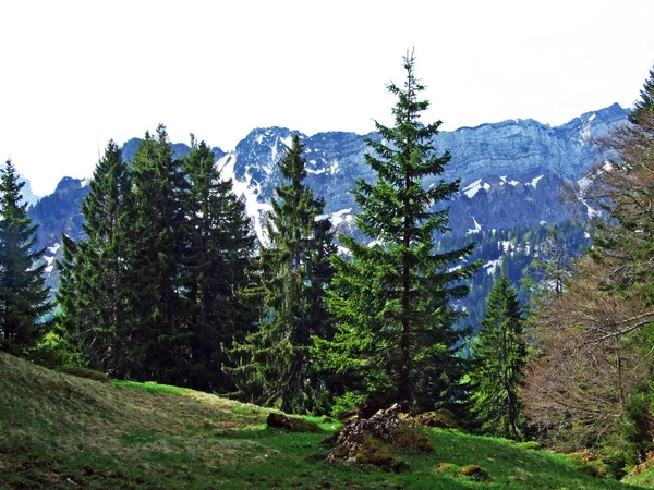 Forêts Mixtes Arbres Éclaircis Sur Les Pentes Chaîne Montagnes Churfirsten — Photo