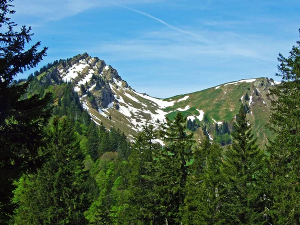 Μικτά Δάση Και Αραιωμένα Δέντρα Στις Πλαγιές Της Οροσειράς Churfirsten — Φωτογραφία Αρχείου