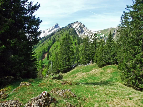 Gemengde Bossen Uitgedunde Bomen Hellingen Van Churfirsten Bergketen Obertoggenburg Regio — Stockfoto
