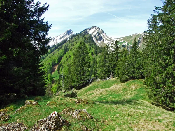 Smíšené Lesy Ztenčené Stromy Svazích Pohoří Churfirsten Regionu Obertoggenburg Nesslau — Stock fotografie