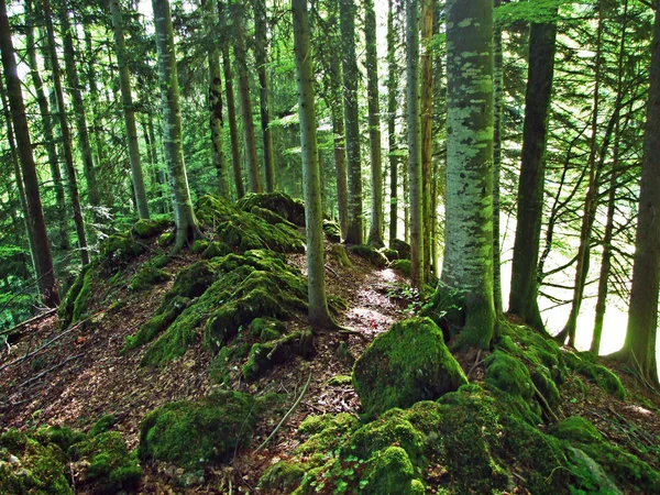 Mischwälder Und Ausgelichtete Bäume Den Hängen Der Churfirsten Und Obertoggenburg — Stockfoto