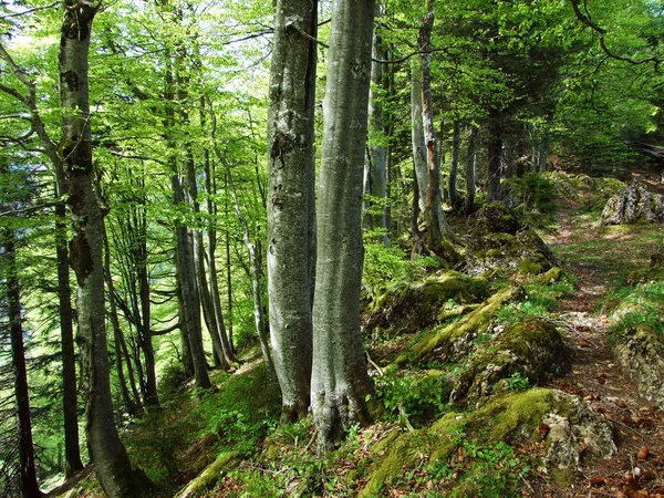 Vegyes Erdők Ritkított Fák Churfirsten Hegység Lejtőin Obertoggenburg Régióban Nesslau — Stock Fotó