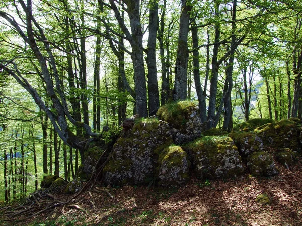 Mischwälder Und Ausgelichtete Bäume Den Hängen Der Churfirsten Und Obertoggenburg — Stockfoto