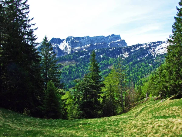 Gemengde Bossen Uitgedunde Bomen Hellingen Van Churfirsten Bergketen Obertoggenburg Regio — Stockfoto