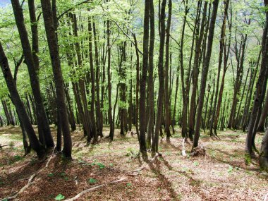Churfirsten dağ sırasının yamaçlarında ve Obertoggenburg bölgesinde, Nesslau - İsviçre, St. Gallen Kantonu 'nda karışık ormanlar ve seyreltilmiş ağaçlar.