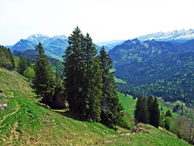 Churfirsten dağ sırasının yamaçlarında ve Obertoggenburg bölgesinde, Nesslau - İsviçre, St. Gallen Kantonu 'nda karışık ormanlar ve seyreltilmiş ağaçlar.