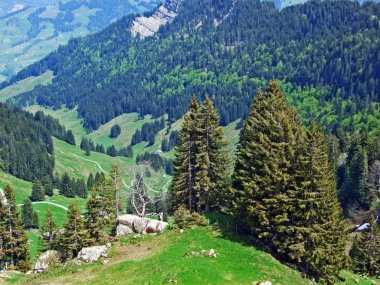 Churfirsten dağ sırasının yamaçlarında ve Obertoggenburg bölgesinde, Nesslau - İsviçre, St. Gallen Kantonu 'nda karışık ormanlar ve seyreltilmiş ağaçlar.