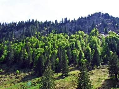 Churfirsten dağ sırasının yamaçlarında ve Obertoggenburg bölgesinde, Nesslau - İsviçre, St. Gallen Kantonu 'nda karışık ormanlar ve seyreltilmiş ağaçlar.