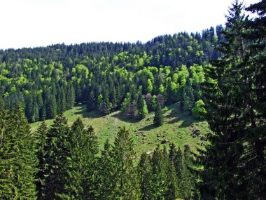 Churfirsten dağ sırasının yamaçlarında ve Obertoggenburg bölgesinde, Nesslau - İsviçre, St. Gallen Kantonu 'nda karışık ormanlar ve seyreltilmiş ağaçlar.