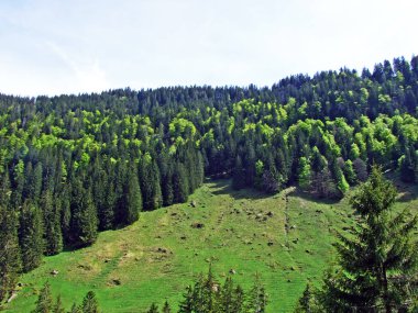 Churfirsten dağ sırasının yamaçlarında ve Obertoggenburg bölgesinde, Nesslau - İsviçre, St. Gallen Kantonu 'nda karışık ormanlar ve seyreltilmiş ağaçlar.