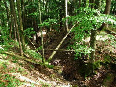 Churfirsten dağ sırasının yamaçlarında ve Obertoggenburg bölgesinde, Nesslau - İsviçre, St. Gallen Kantonu 'nda karışık ormanlar ve seyreltilmiş ağaçlar.