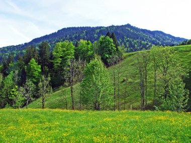 Churfirsten dağ sırasının yamaçlarında ve Obertoggenburg bölgesinde, Nesslau - İsviçre, St. Gallen Kantonu 'nda karışık ormanlar ve seyreltilmiş ağaçlar.