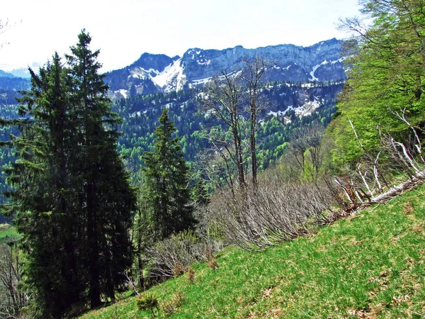 Smíšené Lesy Ztenčené Stromy Svazích Pohoří Churfirsten Regionu Obertoggenburg Nesslau — Stock fotografie