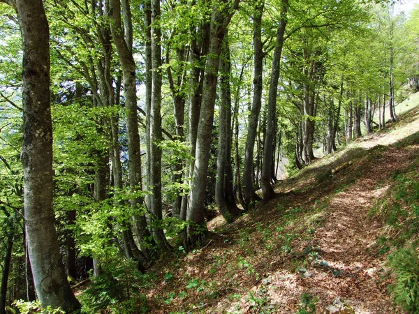 Mixed Forests Thinned Out Trees Slopes Churfirsten Mountain Range Obertoggenburg — Stock Photo, Image