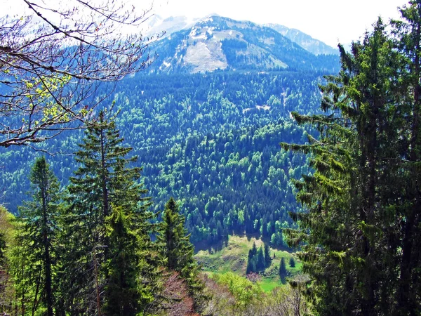 Blandskogar Och Gallrade Träd Sluttningarna Churfirsten Bergskedja Och Obertoggenburg Regionen — Stockfoto