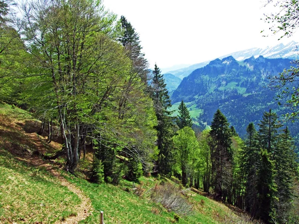 Mixed forests and thinned out trees on the slopes of the Churfirsten mountain range and in the Obertoggenburg region, Nesslau - Canton of St. Gallen, Switzerland