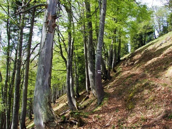 Vegyes Erdők Ritkított Fák Churfirsten Hegység Lejtőin Obertoggenburg Régióban Nesslau — Stock Fotó