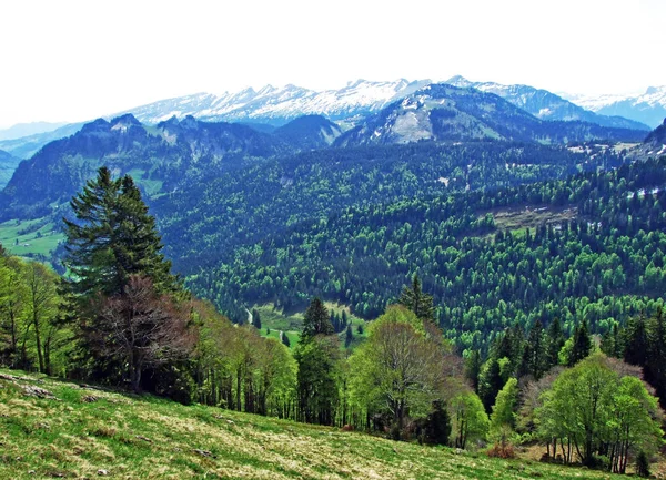 混合林とチュルファーレン山脈の斜面やオーバートッゲンブルク地域で木を間伐 ネスラウ州 サンガレンのカントン スイス — ストック写真