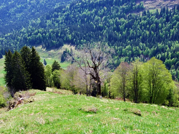 Смешанные Леса Разреженные Деревья Склонах Горного Хребта Churfirsten Регионе Obertoggenburg — стоковое фото