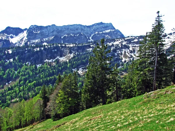 Florestas Mistas Árvores Diluídas Nas Encostas Cordilheira Churfirsten Região Obertoggenburg — Fotografia de Stock