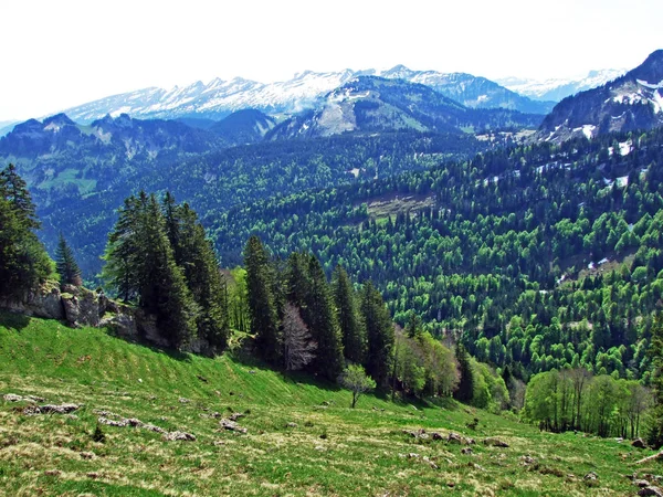 Florestas Mistas Árvores Diluídas Nas Encostas Cordilheira Churfirsten Região Obertoggenburg — Fotografia de Stock