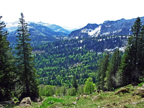 混合林とチュルファーレン山脈の斜面やオーバートッゲンブルク地域で木を間伐 ネスラウ州 サンガレンのカントン スイス — ストック写真