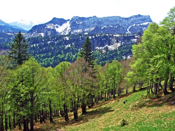 Forêts Mixtes Arbres Éclaircis Sur Les Pentes Chaîne Montagnes Churfirsten — Photo