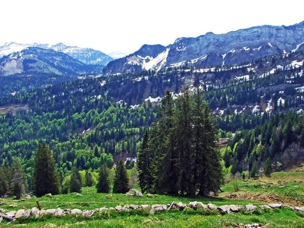 Blandskogar Och Gallrade Träd Sluttningarna Churfirsten Bergskedja Och Obertoggenburg Regionen — Stockfoto