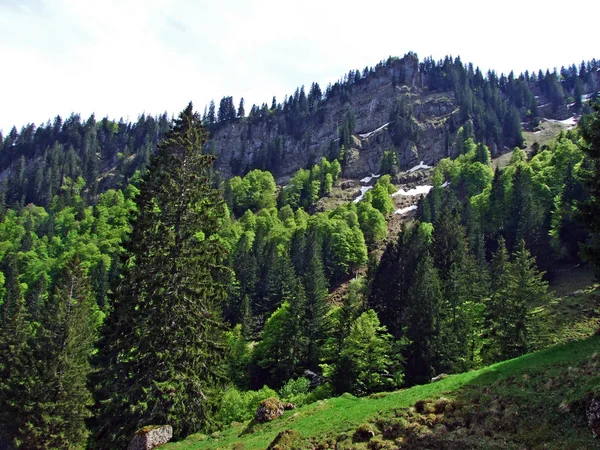 在瑞士内斯劳 圣加仑州的Churfirsten山脉斜坡和Obertoggenburg地区的混交林和砍倒的树木 — 图库照片