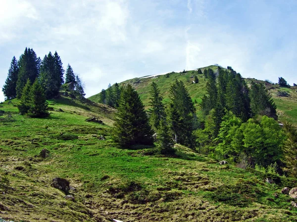 Smíšené Lesy Ztenčené Stromy Svazích Pohoří Churfirsten Regionu Obertoggenburg Nesslau — Stock fotografie