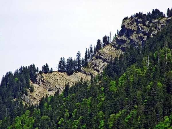 Mischwälder Und Ausgelichtete Bäume Den Hängen Der Churfirsten Und Obertoggenburg — Stockfoto