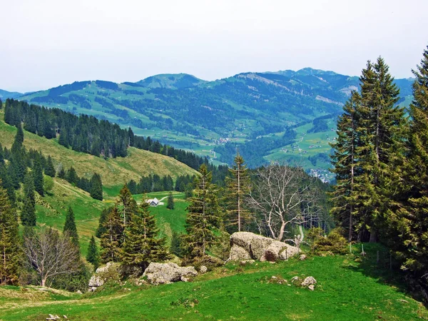 Forêts Mixtes Arbres Éclaircis Sur Les Pentes Chaîne Montagnes Churfirsten — Photo