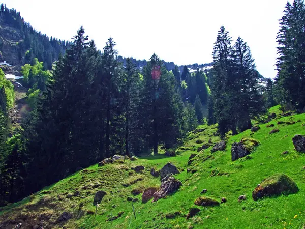 Florestas Mistas Árvores Diluídas Nas Encostas Cordilheira Churfirsten Região Obertoggenburg — Fotografia de Stock