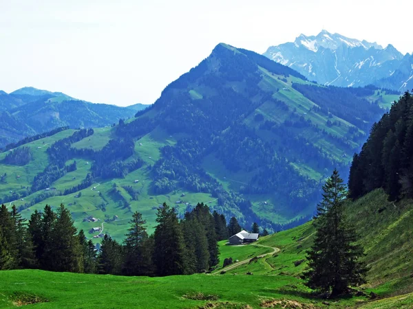 瑞士内斯劳 圣加仑州Churfirsten山脉斜坡上和Obertoggenburg地区的常绿或针叶林 — 图库照片