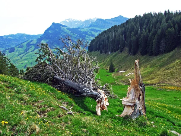 Lasy Wiecznie Zielone Lub Iglaste Zboczach Pasma Górskiego Churfirsten Regionie — Zdjęcie stockowe