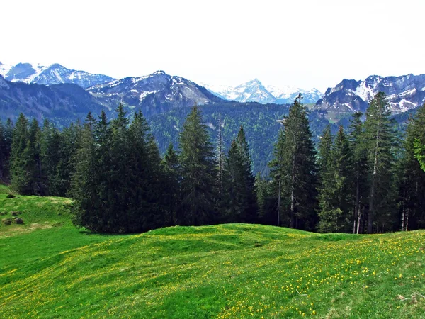 Immergrüne Nadelwälder Den Hängen Der Churfirsten Und Obertoggenburg Nesslau Kanton — Stockfoto