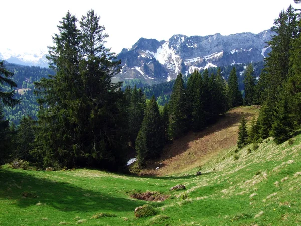 Evergreen Coniferous Forests Slopes Churfirsten Mountain Range Obertoggenburg Region Nesslau — Stock Photo, Image
