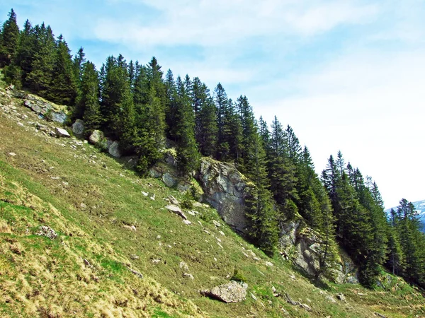 Bosques Hoja Perenne Coníferas Las Laderas Cordillera Churfirsten Región Obertoggenburg —  Fotos de Stock